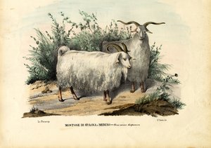 Merinos Koyunu, 1863-79